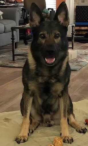 K9 Lex